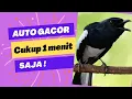 Download Lagu Pancingan kacer, suara kacer gacor, masteran kacer durasi panjang
