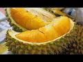 Download Lagu 3 Jenis Durian Khas Thailand