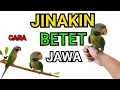 Download Lagu CARA AMPUH MENJINAKAN BETET JAWA SUPER GALAK/MOUSTACHE PARAKEET/PSITTACULA ALEXANDRINE