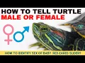 How To Tell Turtles is Male or Female Red-Eared Slider Turtles 2022 Pets and Us