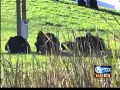 250 chimps now call Fort Pierce home