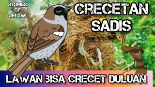 lawan bisa crecet duluan masteran crecetan sadis terapi air sungai mengalir