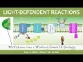 Photosynthesis - Light-dependent Stage
