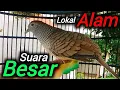Download Lagu Perkutut lokal IRAMA BESAR - asli lokal alam PIKAT.