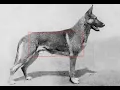 Bracket s Line breeding formula explained the Rule of Five