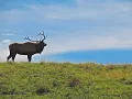 Virginia s Elk Reintroduction feat Seth Thompson VDGIF District Biologist