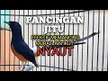 Download Lagu PANCINGAN MURAI BATU biar BUNYI jadi emosi NYAUT GACOR BONGKAR MATERI ISIAN 