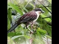 Suara Burung, Bird Song Cucak Matahari Pentet Matahari Gacor Merdu di Alam Bebas #Shorts
