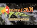 Download Lagu Masteran sogok ontong/sogon kenari sambung cililin #masteransogokontong