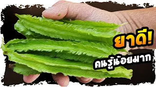 ทำไมการกินถั่วพูจึงช่วยให้ระบบขับถ่ายดีขึ้น