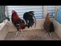 gallo hatch puro