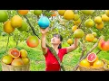 Download Lagu TIMELAPSE -- Harvest 1000+ Many Unique Giant Grapefruits, Go to Market Sell | Phương Countryside