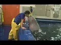Download Lagu Beluga Whale Has A Crush On A Cute Zookeeper | Kritter Klub