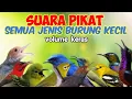 Download Lagu Suara Pikat Semua Jenis Burung Kecil  Volume Keras
