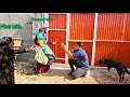 Download Lagu Does the second wife leave her husband because of threats from the first wife?