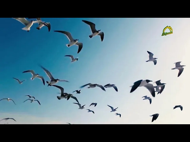 ⁣نشرت السماء فيض الفرح عطراً وشذاً وابتهجت الدنيا وزينت المدن والعتبات في ذكرى زواج النورين