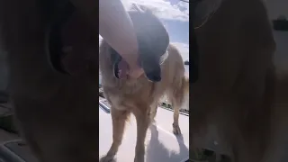 Boat Life – REALITY….                #travel #travelvlog #sailing #boat #bahamas #dog #lifestyle