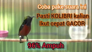 Download SUARA BURUNG KOLIBRI DI PAGI HARI MP3