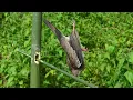 Download Lagu cara mudah jebak tekukur dari bambu kecil//easy biry trap how tu make tu biry trap 100%