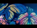 Sponsored Content Best of Branson Butterfly Dreams at Dolly Parton s Stampede