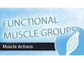Muscle Actions - Functional Groups