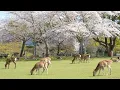 Lagu Visiting Nara Park in Japan | Nara’s Famous Deer #naradeer  #narapark