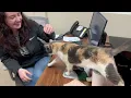 ADOPTED Boise - adoptable sillyhead from Oshkosh Area Humane Society