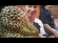 Lagu Durian musang king seharga 500 ribu pertama kali makan durian sultan 
