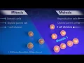 Mitosis vs Meiosis