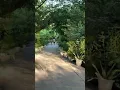 Download Lagu #song #nature #morningwalk #park #forest #trees #running#sound #video #song #viral #trendingshorts