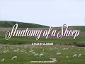 ANATOMY OF A SHEEP a film by oli main