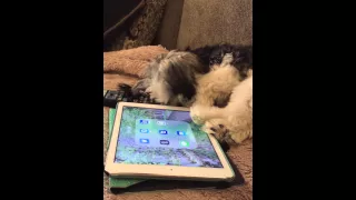 The cutest dog you will ever see…