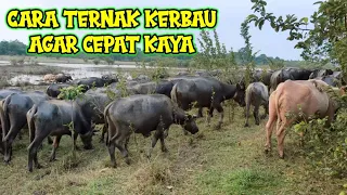 Download PROSPECTIVE MILLIONAIRE..!!! THIS MANY Buffalo Buffaloes - BONES ONION LAMPUNG INDONESIA MP3