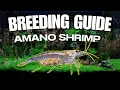 Download Lagu 2025 How to *ACTUALLY* Breed Amano Shrimp