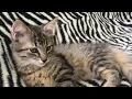 Free cat adoptions