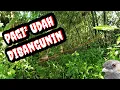 Download Lagu Memikat Burung Pelanduk Semak Dipagi Hari ||| Super Ganas (14 April 2022)