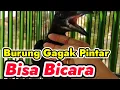 Download Lagu burung gagak bisa bicara