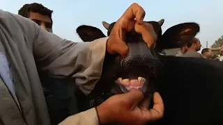 ب ٤٢٠٠٠ الف جنيه البهايم ببلاش النهارده بسوق المواشي 