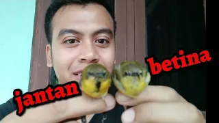 cara membedakan sotong jantan u0026 betina yang masih ijoan muda bereng