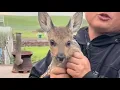 Chased by a Fox, a Baby Fawn Ran to Humans for His Life