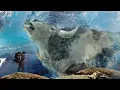 10 Most Amazing Creatures Found Frozen In Ice!