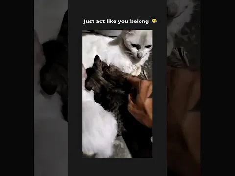 He almost got away with it 😂 subscribe for more #shorts