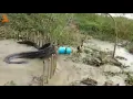 Python trap using live chicken
