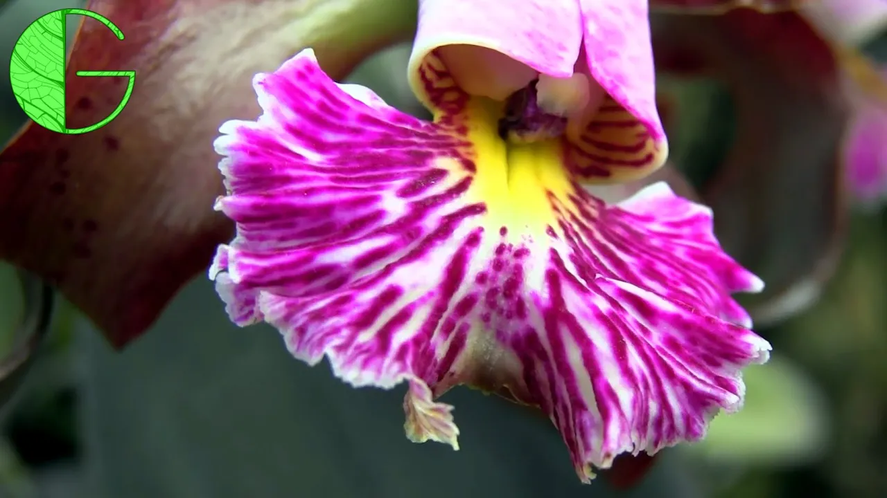 CATTLEYA SCHILLERIANA CATASETUM ROOTS: DRY AND WET ORCHID COLLECTION UPDATE 4 MAY 2019