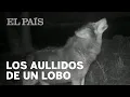 Download Lagu Los AULLIDOS de un LOBO para comunicarse con su familia