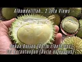 Download Lagu Meski Kerantungan Ini Ukurannya Mini, Tapi Rasa Manis - Pahitnya Nendang di Lidah \u0026 Bikin Ketagihan