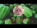 苦瓜 陳奕迅 Eng Sub. Bitter Melon by Eason Chan Yick-shun. [Chiki's QUALITY English Subtitles]