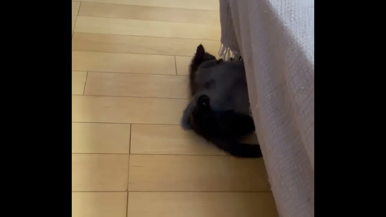 動画