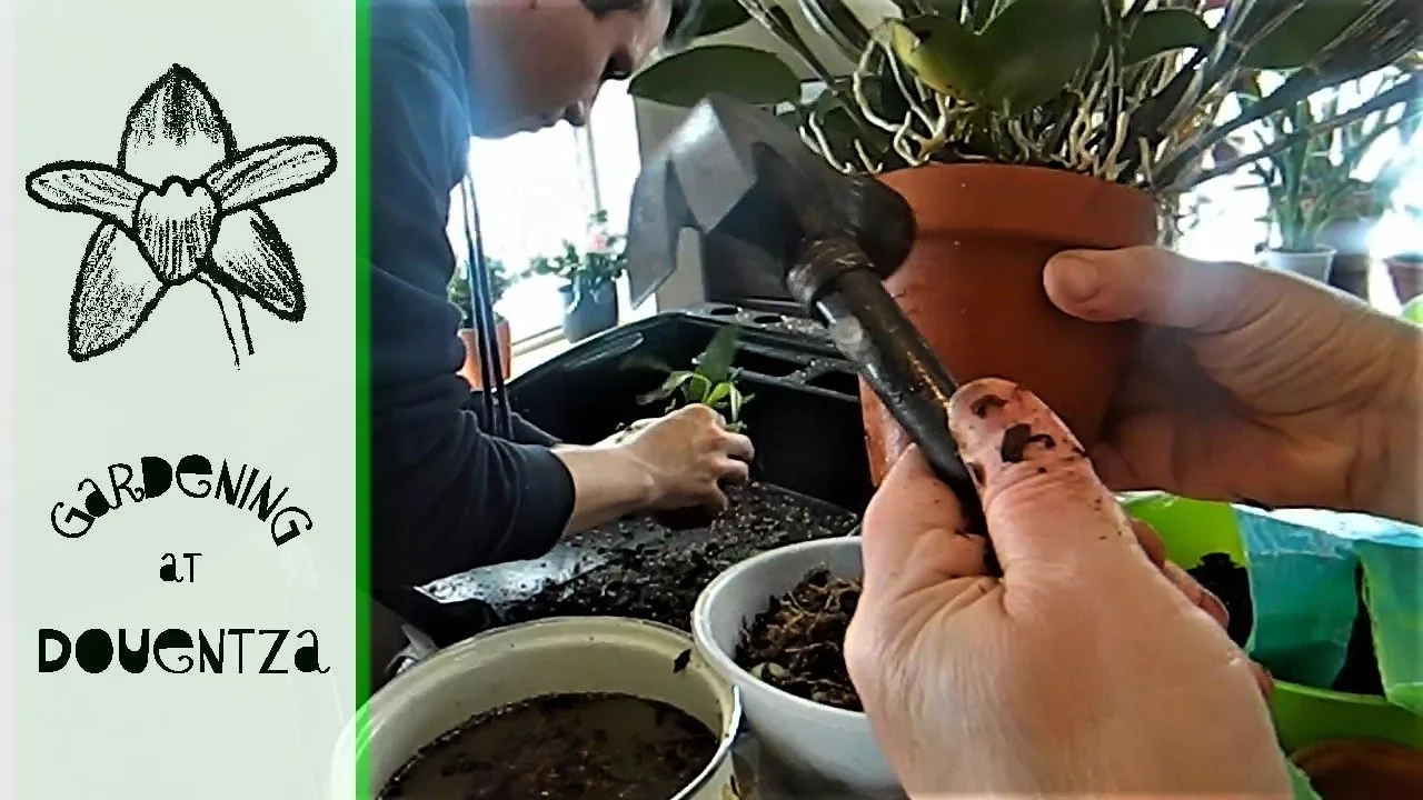 MAMMOTH HUMONGOUS ORCHID REPOTTING