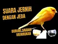Download Lagu masteran kenari 8 jam dengan jeda air mengalir ❗❗ burung mudah menirukan